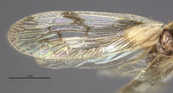Media type: image;   Entomology 36096 Aspect: front wing